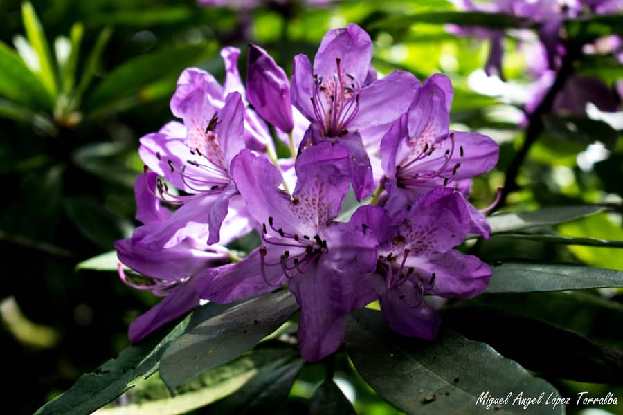 Lee más sobre el artículo En busca del Rhododendron ponticum