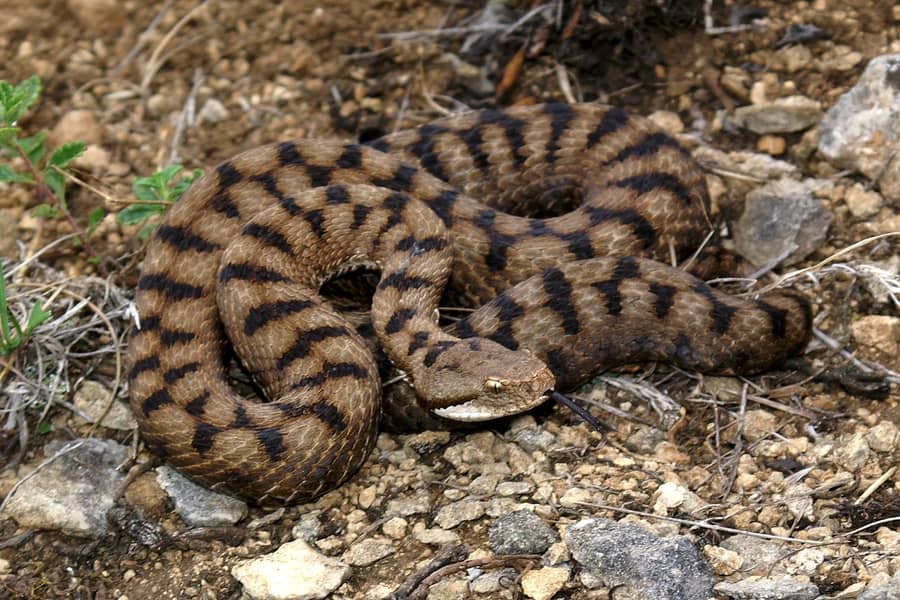 En este momento estás viendo Serpientes venenosas en España